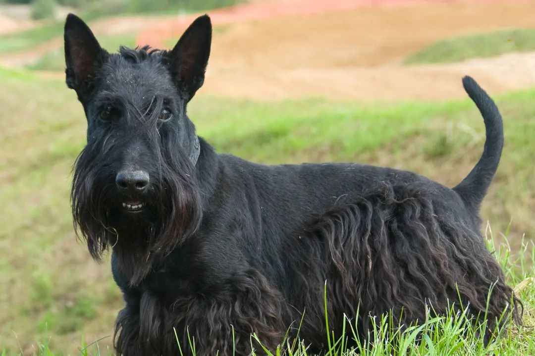 Timeless Elegance: The Scottish Terrier’s Legacy in the Modern World