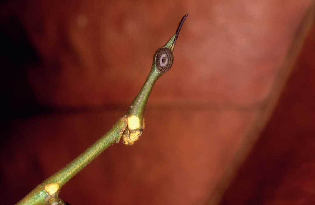 Amazon's Quirky Horsehead Grasshoppers: Proscopiidae Family Thrives in South American Rainforests