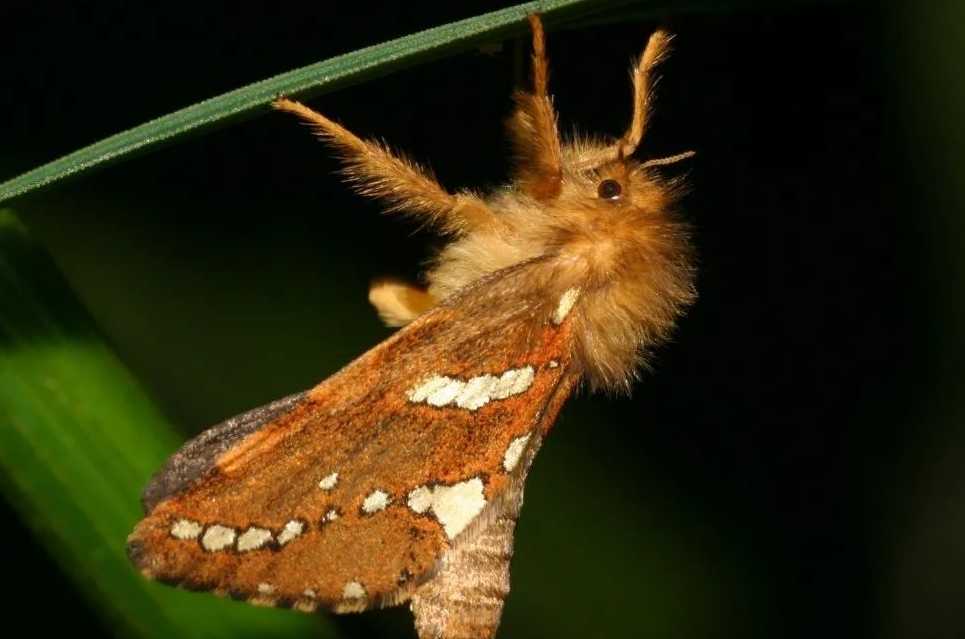 Bat Moths: A Diverse and Prolific Insect Group