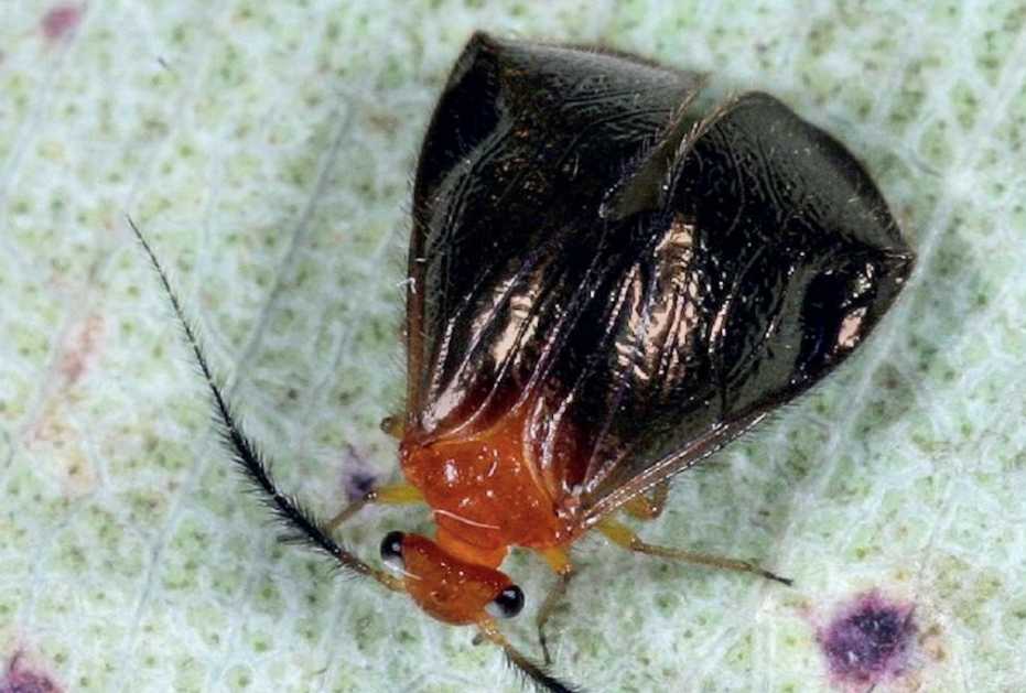 Calopsocus sp.: Australia's Stunning Lichen Fly Redefines Psocid Expectations