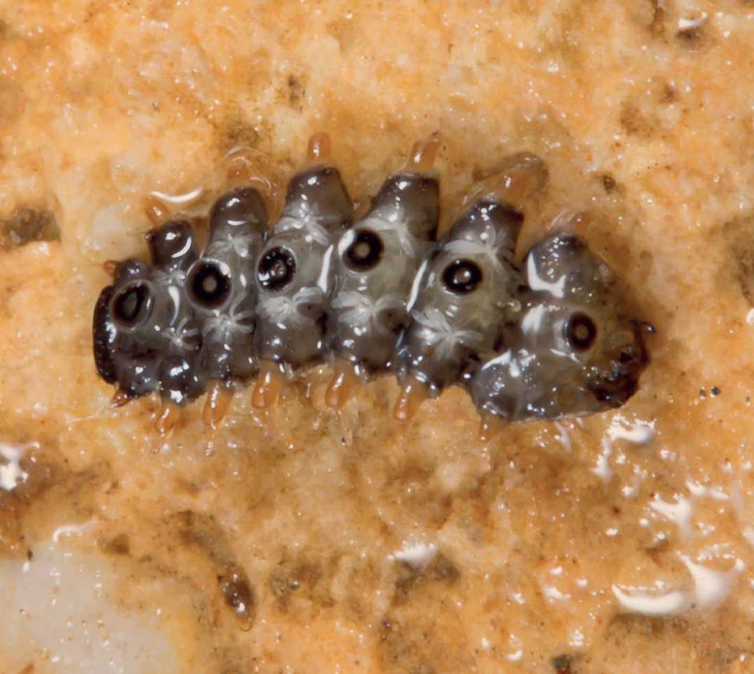 The Alien-Looking Insect of the Blephariceridae Family