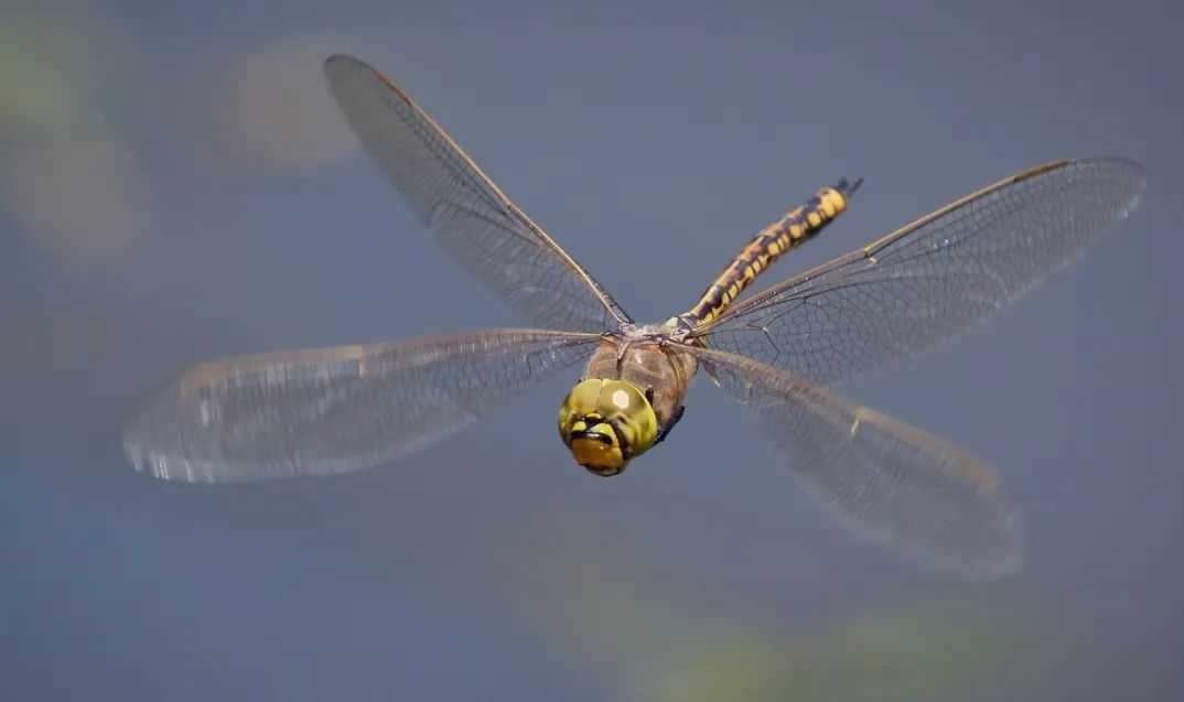 Australian Dragonfly: The Speedy Giant of the Insect World