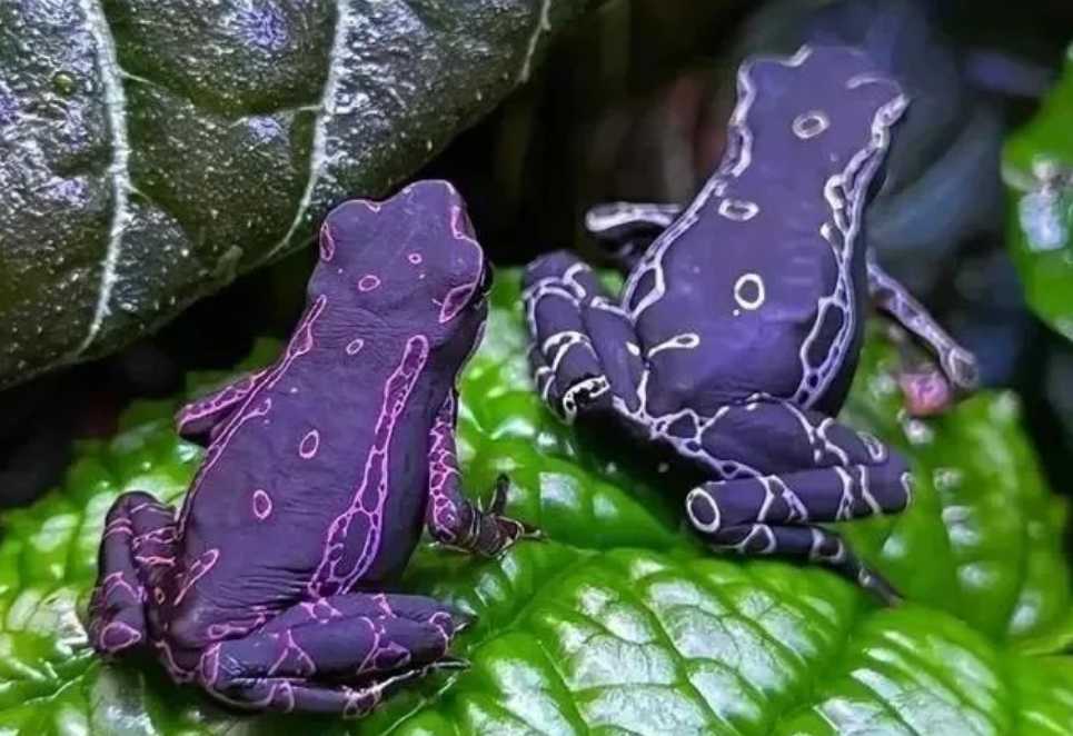 The Enigmatic Purple Harlequin Frog: A Rare Gem of the Amphibian World