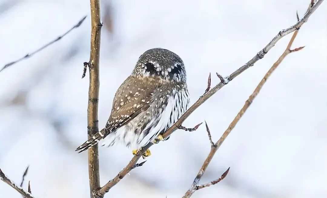 The Northern Pygmy-Owl: Deceptive 'Eyes' on Its Back