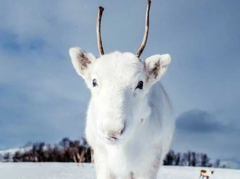 The Extremely Rare White Calf Reindeer: A Snowbound Enigma of the Arctic