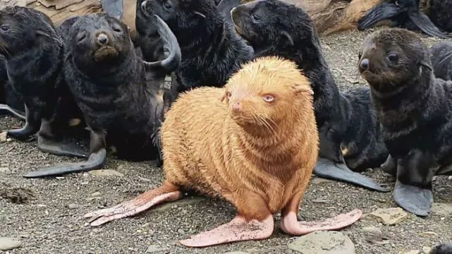 Golden Seal Pup Discovered: A Rare Glow in the Ocean’s Depths