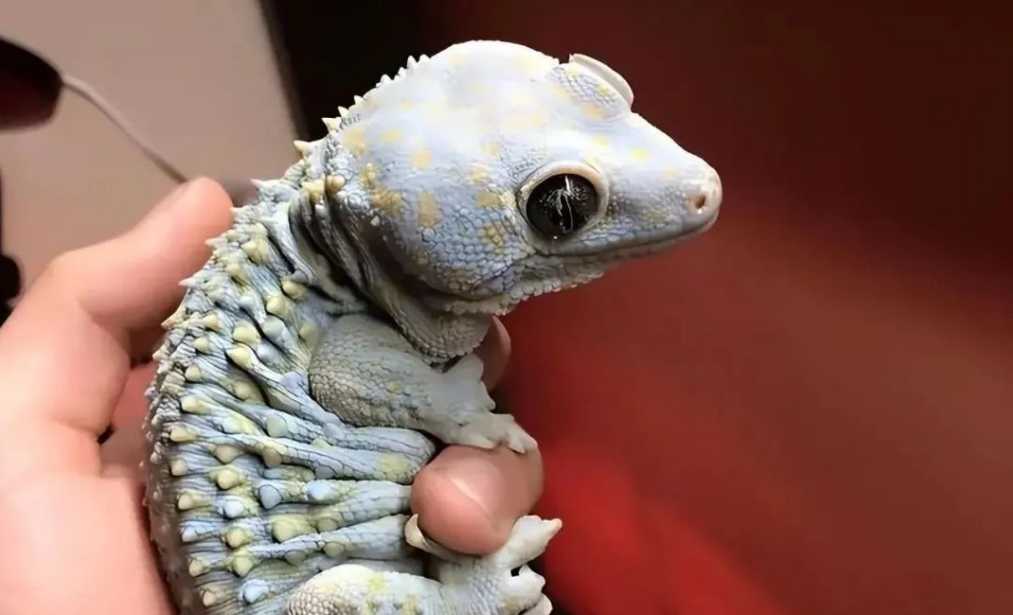 Aggressive Tokay Geckos: A Closer Look at Their Biting Abilities