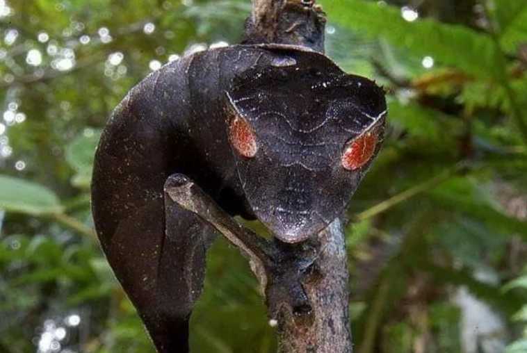 Satanic Leaf-Tailed Gecko: Nature's Master of Dead Leaf Mimicry