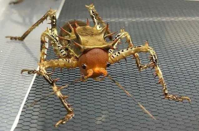The Cameroon Armored Tree Cricket: Nature’s Golden Warrior Insect