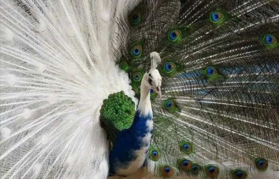 The Enigmatic Allure of Semi - Albino Peacocks