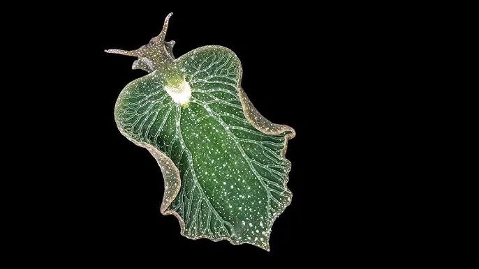 The Leaf Sheep Slug: Nature’s Photosynthetic Marvel That 'Steals' Chloroplasts to Survive