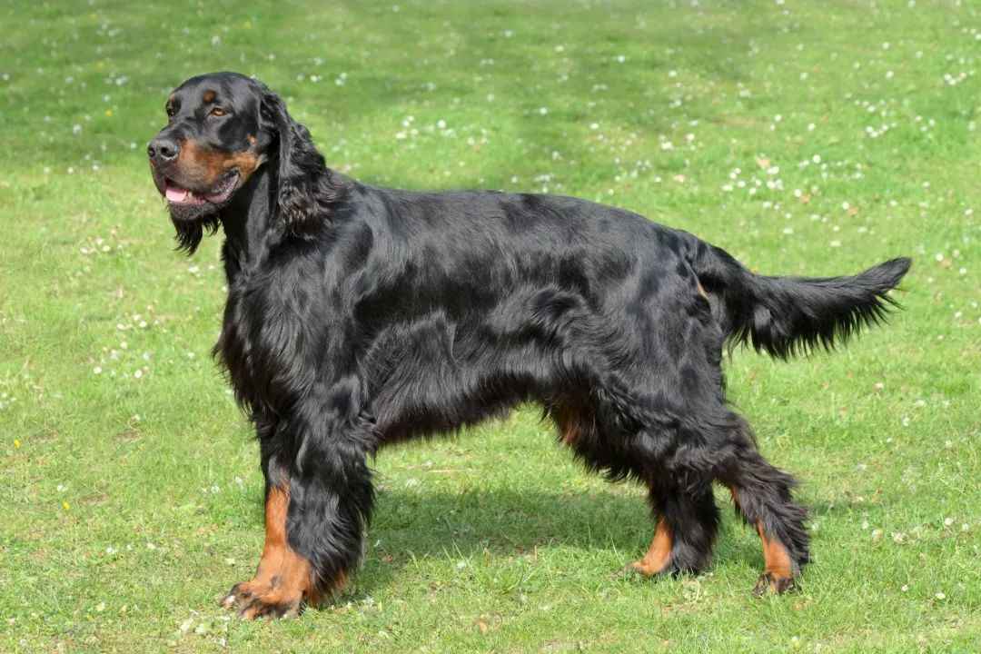 The Majestic Gordon Setter: A Royal Hunter's Legacy as a Beloved Family Companion