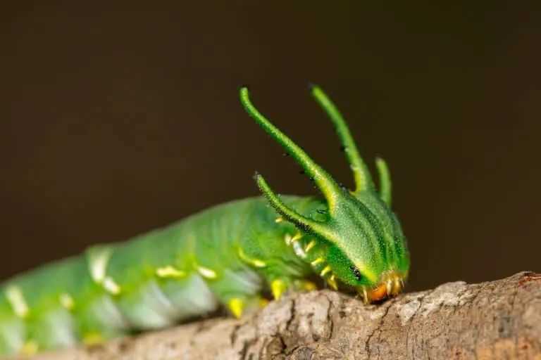 The Dragon Head Caterpillar: Nature’s Dramatic Mimic with a Widespread Surprise