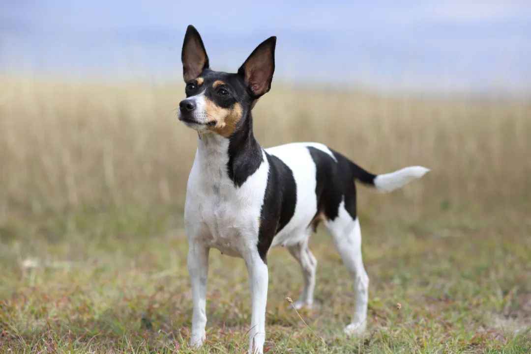 Toy Fox Terrier: The Compact Canine with a Spirited Personality