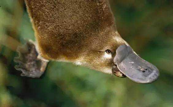 The Platypus: Australia’s Bizarre 'Duck-Billed' Mammal, a Living Evolutionary Enigma