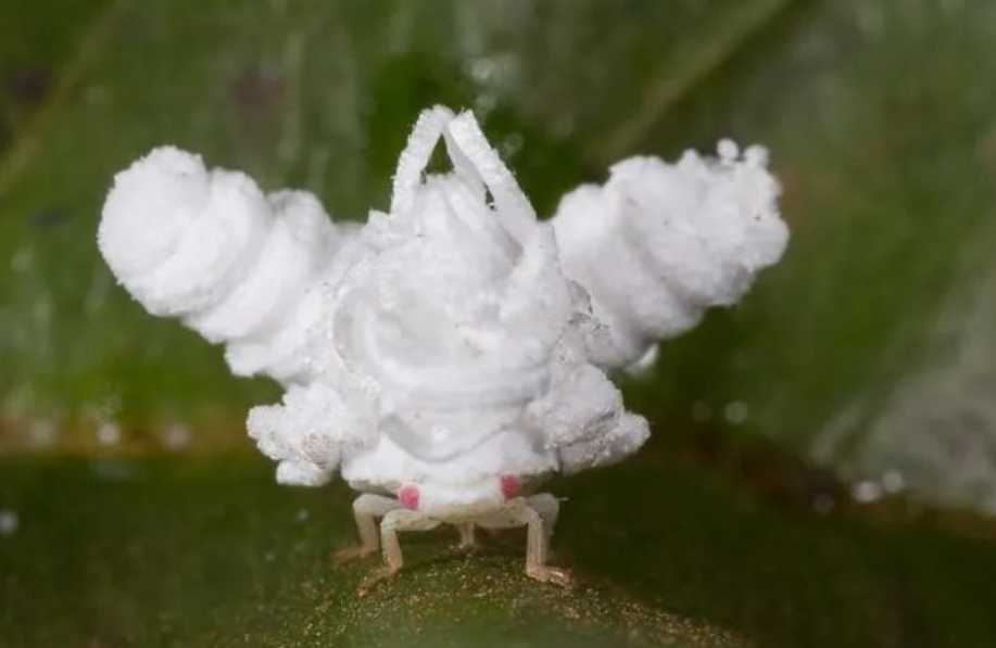 Ecuador’s 'Popcorn Bug': Flying Planthopper Nymphs Defy Predators with Waxy Camouflage