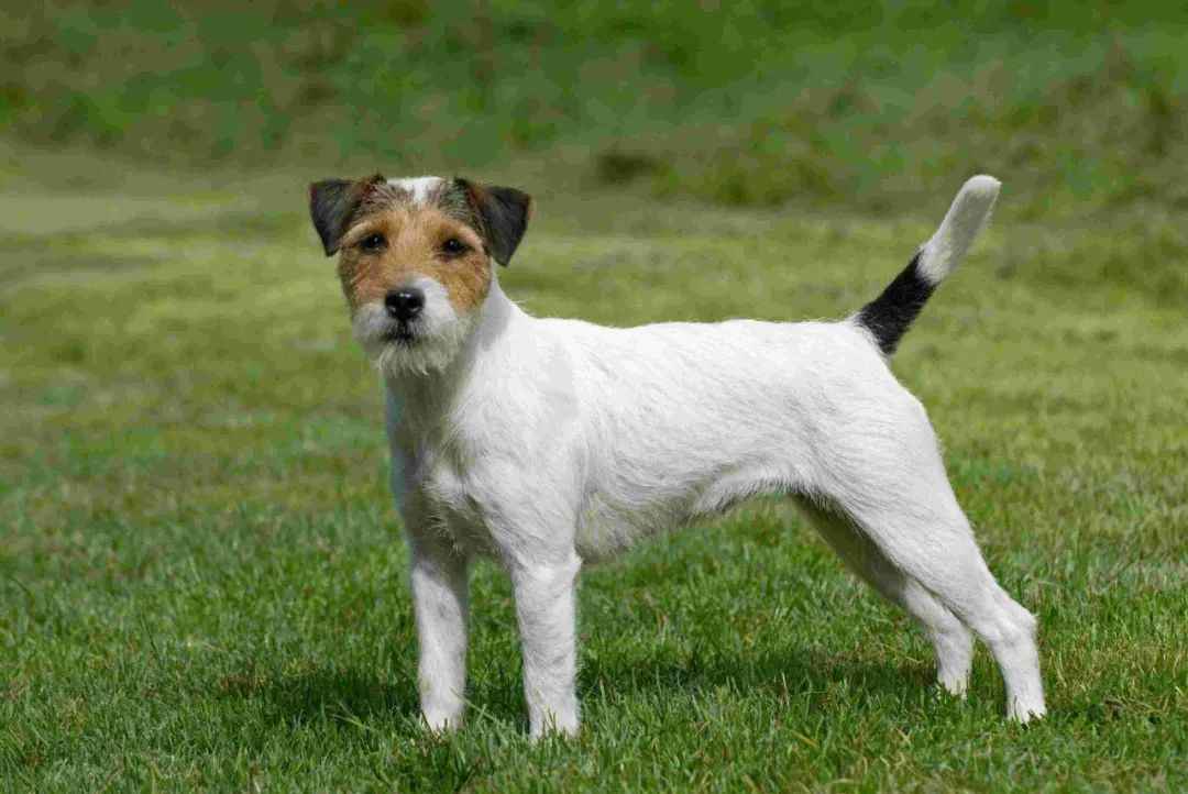 The Parson Russell Terrier – A Spirited Companion with a Rich Heritage