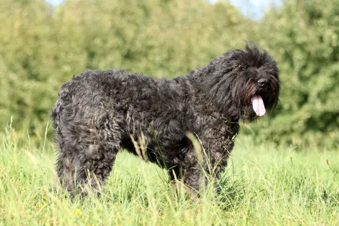 The Bouvier des Flandres: A Hardy Herding Dog with a Rich Historical Legacy