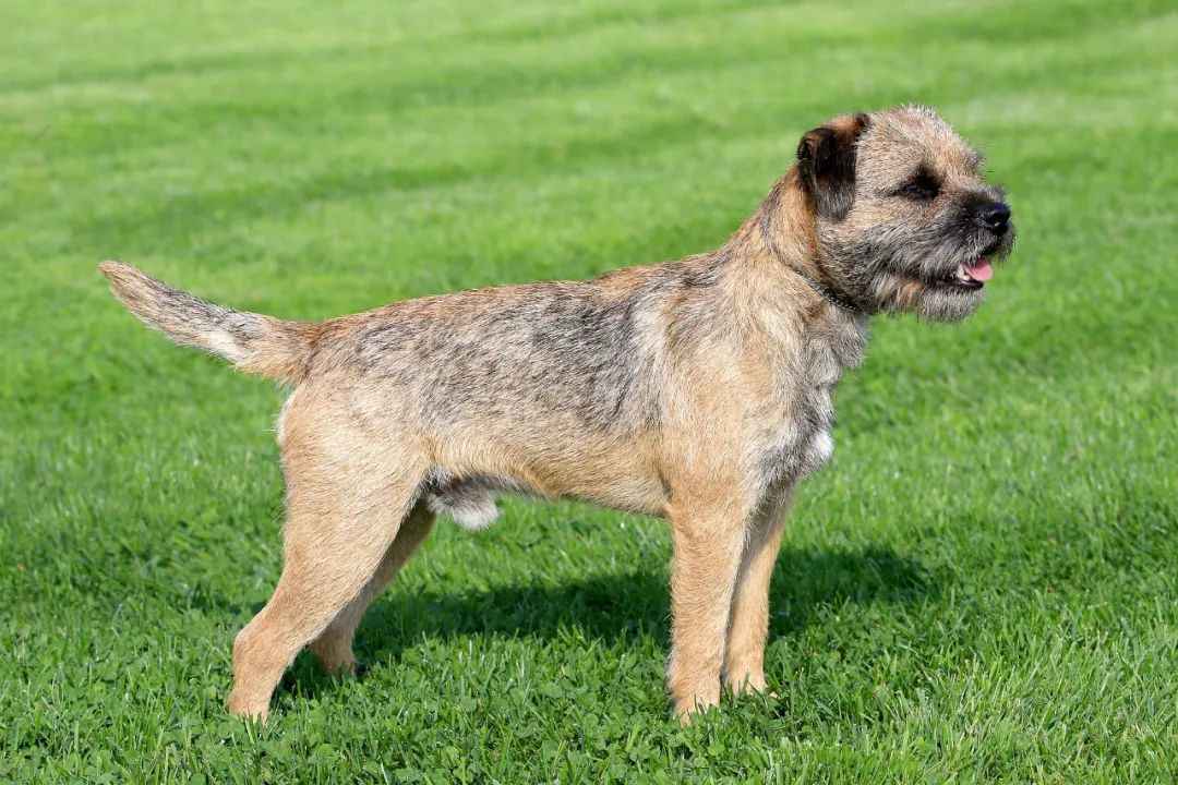 Border Terriers: The Feisty and Faithful Working Dogs with a Rich Heritage