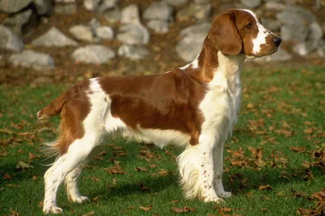 Welsh Springer Spaniel: The Historic Heritage and Modern Allure of an Elegant Hunter