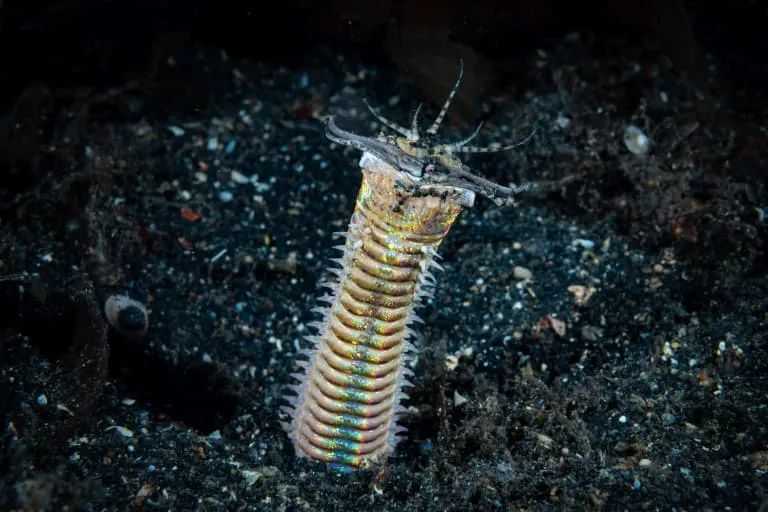 The Bobbit Worm: Nature’s Terrifying Underwater Predator Straight Out of a Sci-Fi Movie