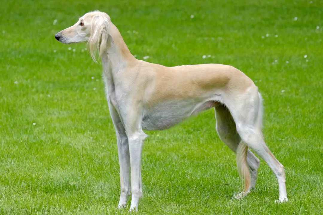 Desert Spirit Across Millennia: Exploring the Ancient and Elegant Saluki