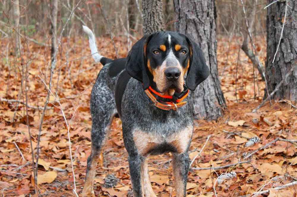 Unveiling the Bluetick Coonhound: A Majestic Breed Merging Grace and Wild Instincts