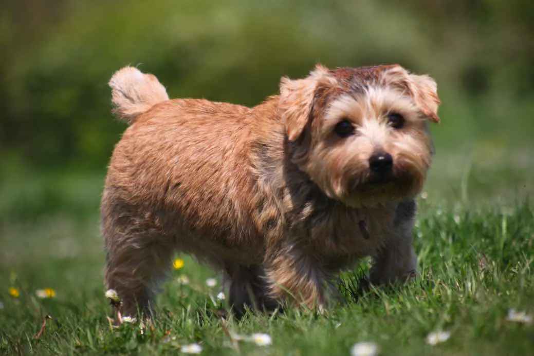 Norfolk Terrier: A Complete Guide to Britain’s Ancient Drop-Eared Working Terrier