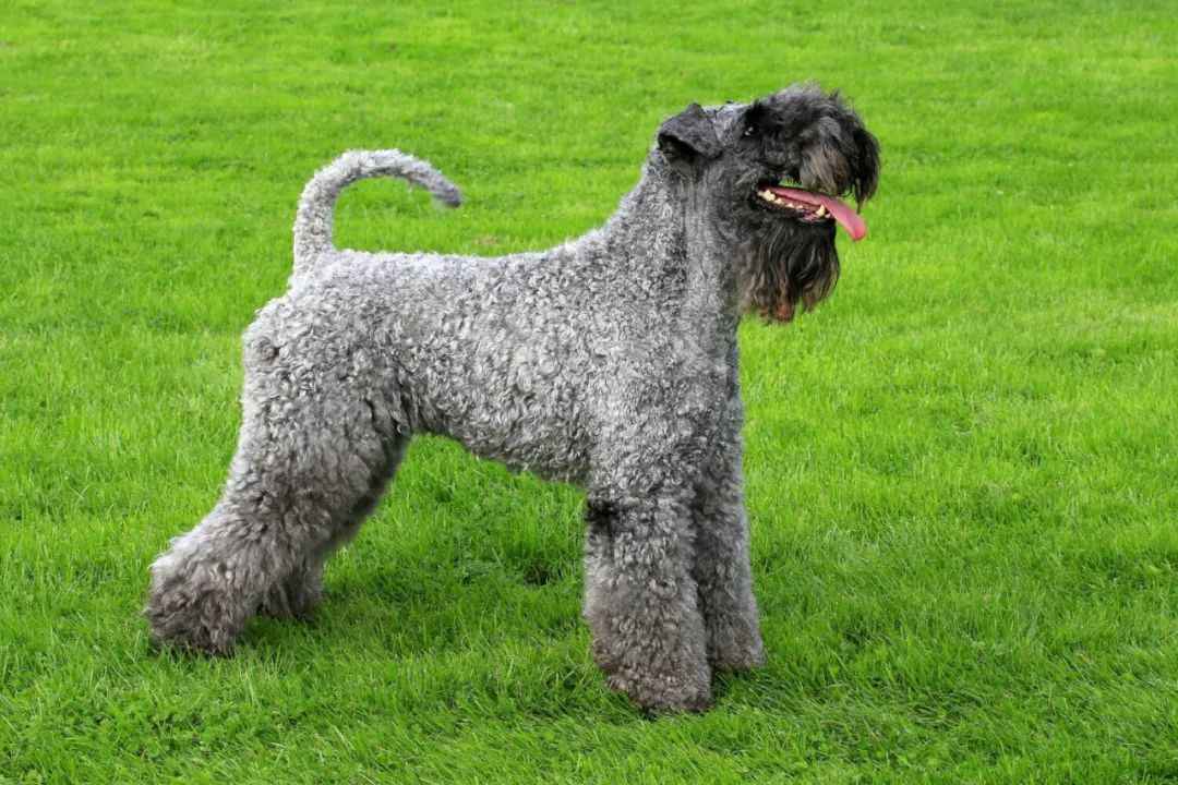 Exclusive: Kerry Blue Terrier – A Timeless Irish Breed with Unique Charisma