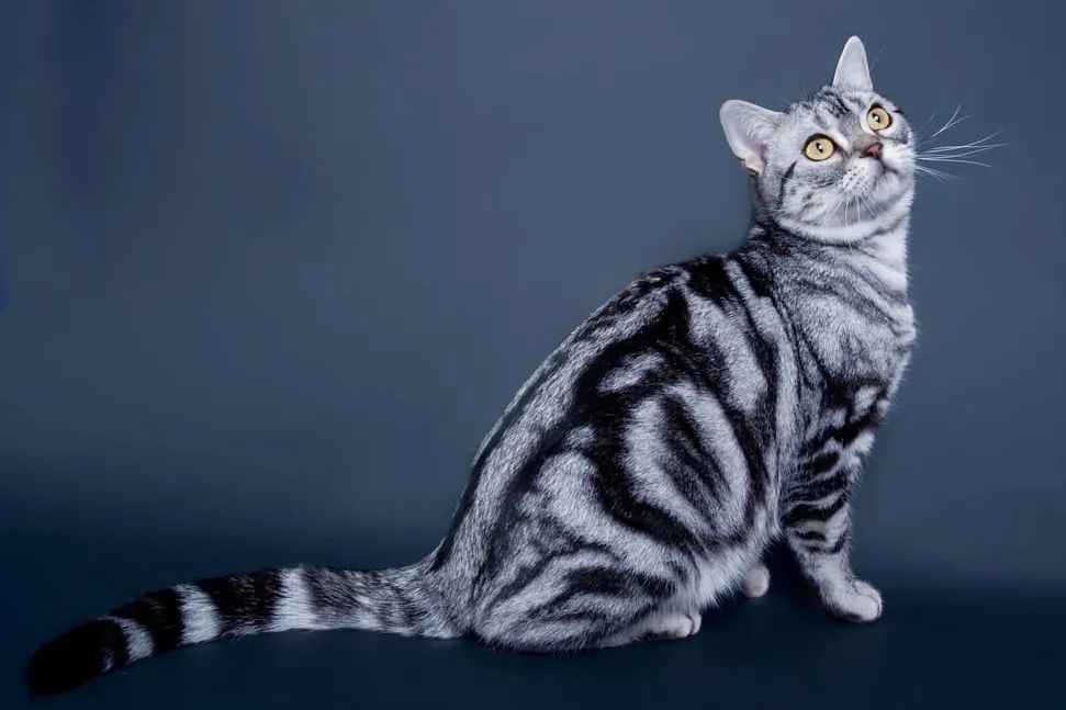 American Shorthair: A Timeless Breed with a Rich History and Modern Appeal