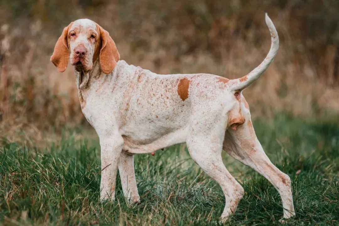 Bracco Italiano: The Timeless Guardian of Italy’s Hunting Legacy