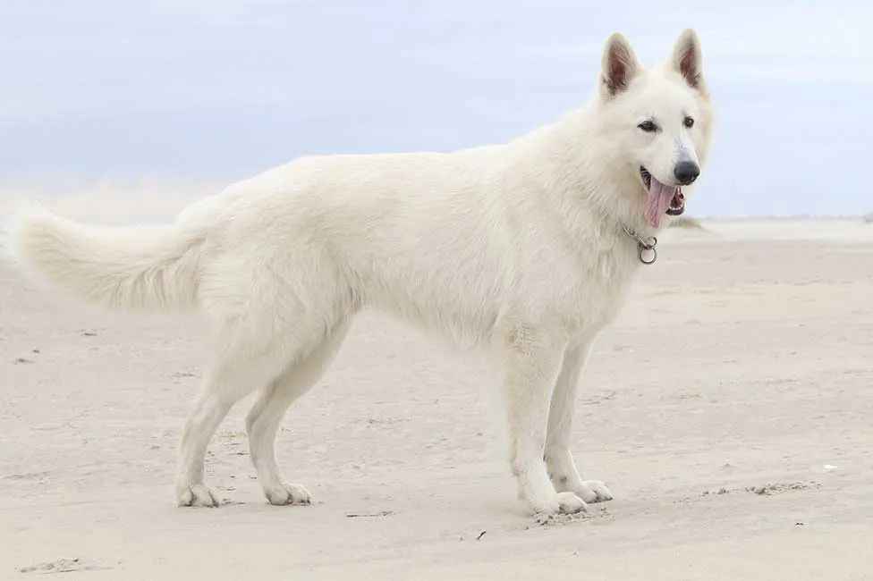 American White Shepherd: The Perfect Blend of Elegance and Loyalty