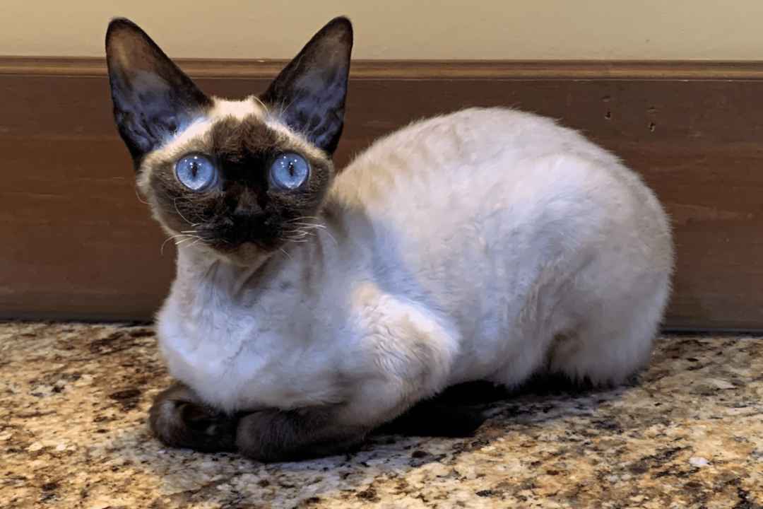 The Enchanting Devon Rex: 2025’s Hottest Feline Sensation