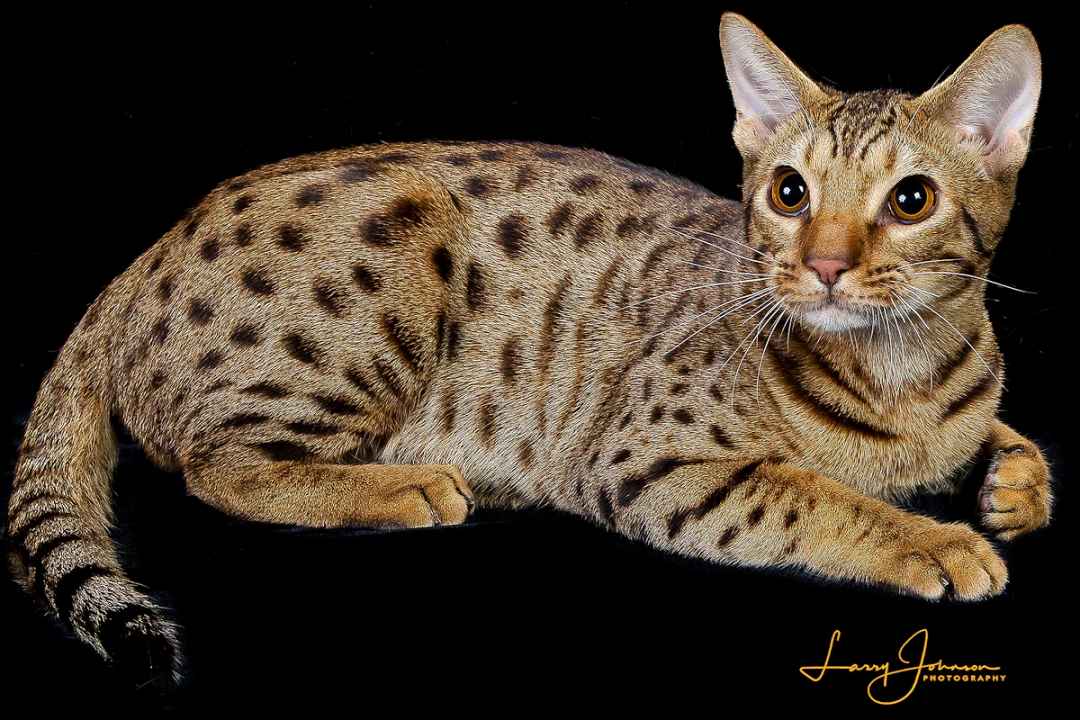 Meet the Ocicat: The Exotic Domestic Cat Breed Resembling a Miniature Leopard