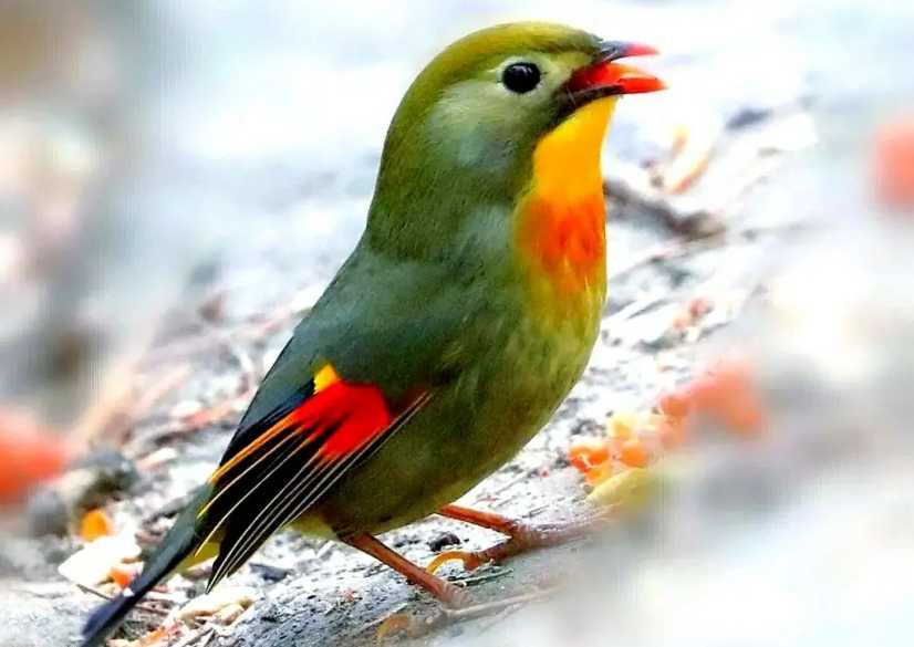 The Red-billed Leiothrix: China’s Enchanting 'Lovebird' and Melodious Songster
