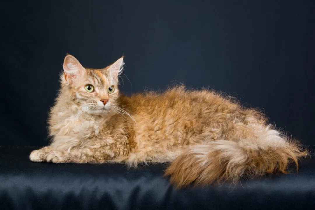 Mystery Unveiled: The Enigmatic LaPerm Cat Breed Takes the World by Storm