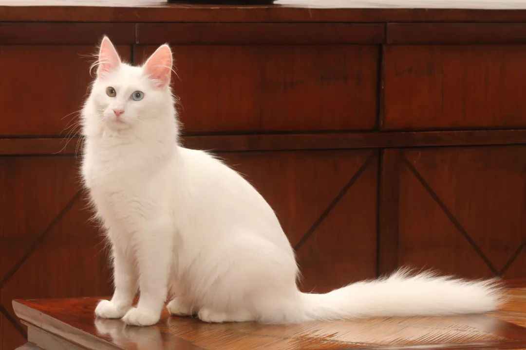 Turkish Angora: A Timeless Elegance in Feline Royalty