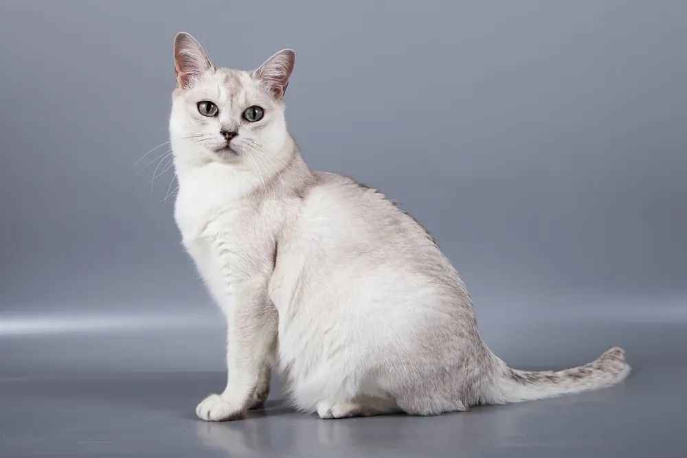 The Enigmatic Burmilla Cat: A Perfect Fusion of Grace and Affection
