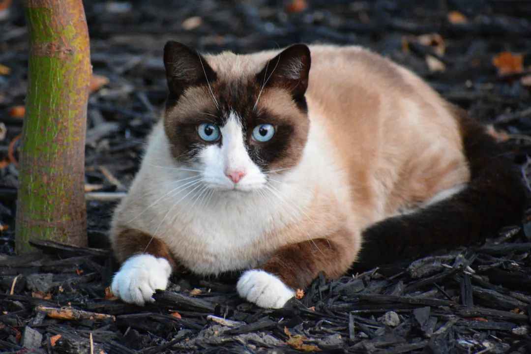 Rare Snowshoe Cat Breed: Origins, Characteristics, and Why They’re Coveted