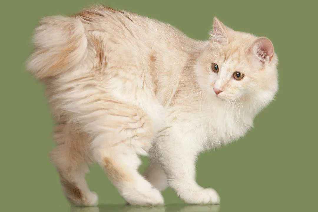 Kurilian Bobtail Longhair: Russia’s Enigmatic Feline Treasure Gains Global Attention