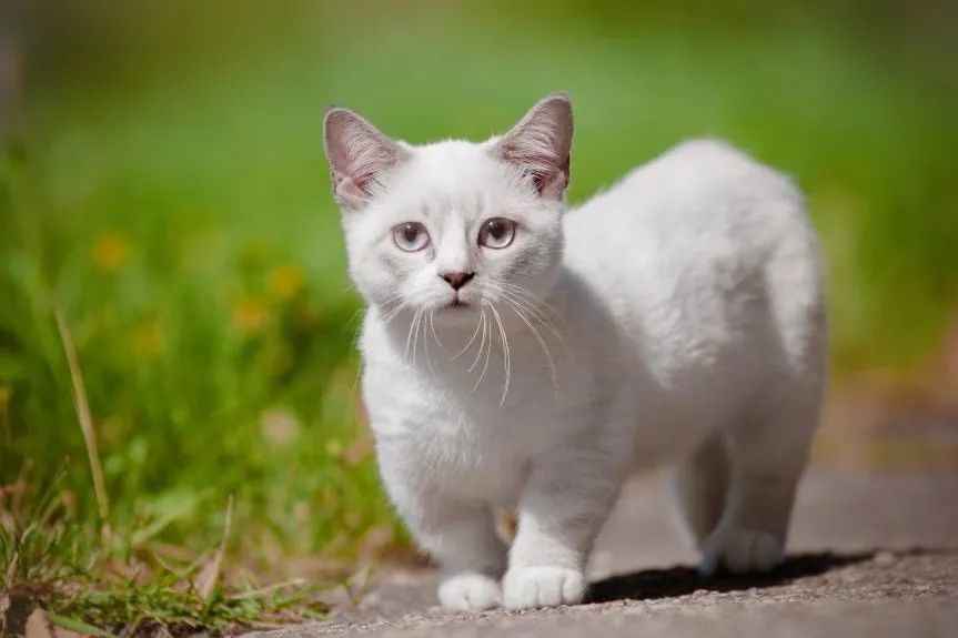 Resilient Munchkin Cat’s Inspiring Journey from China to Boston Captivates Hearts Worldwide