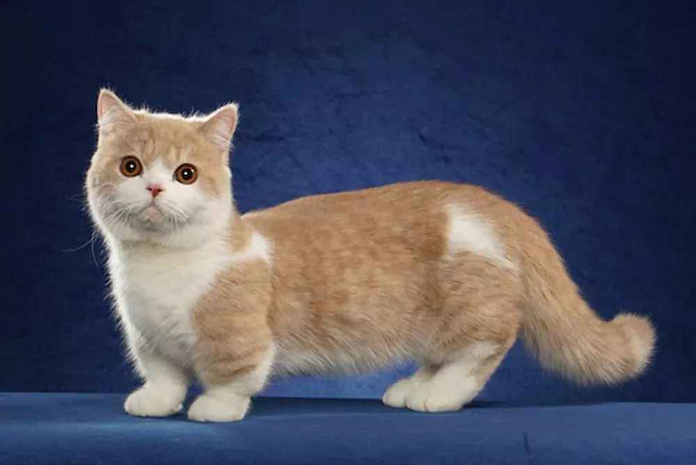Charming Minuet Cats: A Perfect Feline Companion