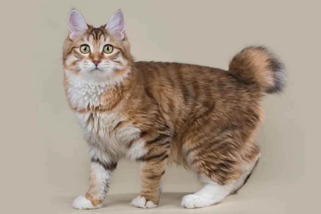 The Mysterious Kurilian Bobtail: A Natural Marvel from the Volcanic Kuril Islands