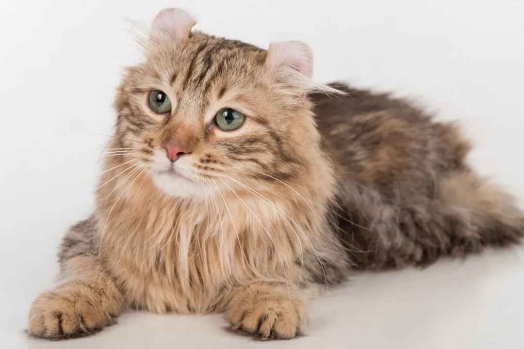 Unique Feline with Curled Ears Wins Global Hearts, Celebrated for Health and Playful Spirit