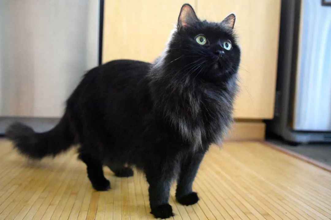 Chantilly-Tiffany: A Rare and Elegant Feline Breed Gaining Global Attention