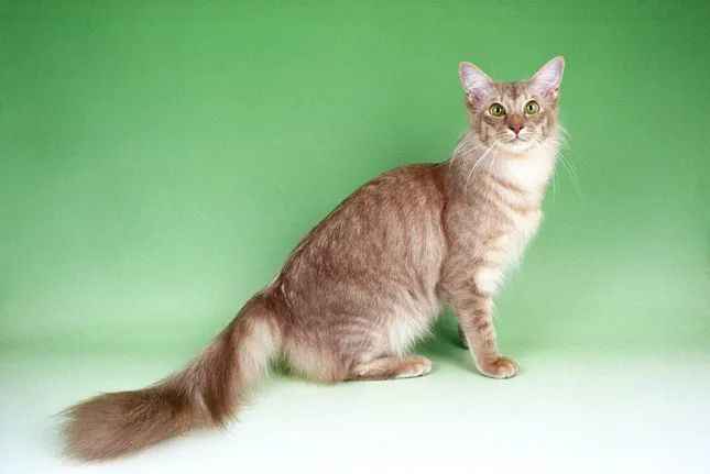 Javanese Cats: The Colorful Gem of the Balinese Family