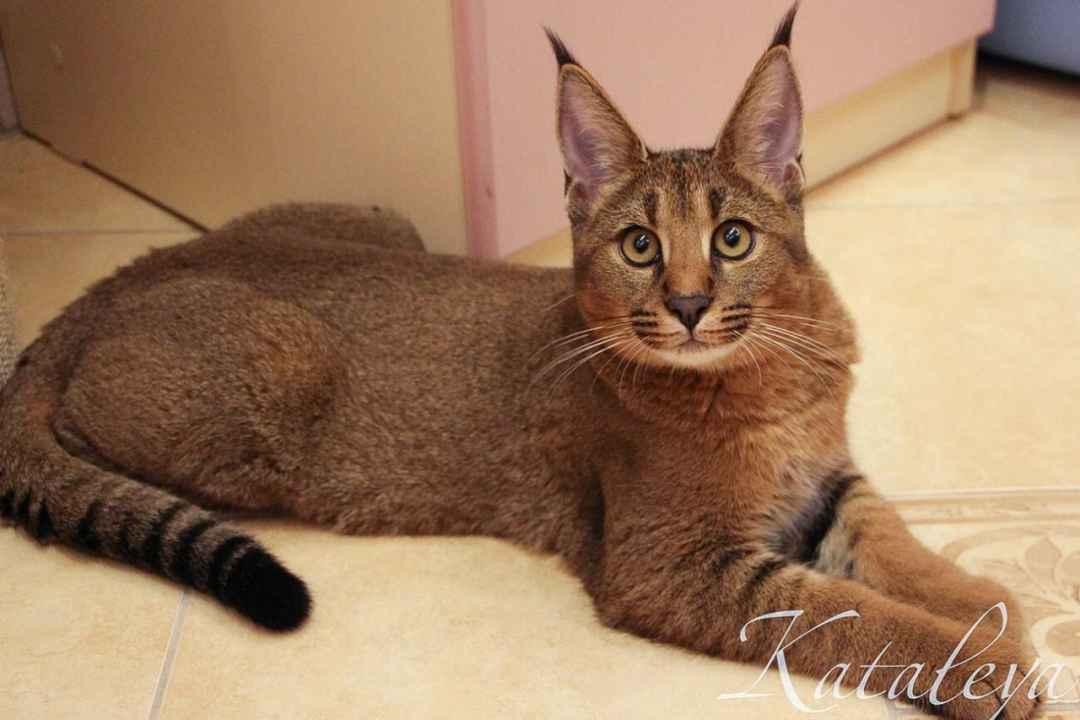 Cara Cat: A Unique Feline Gem of Mediterranean Islands