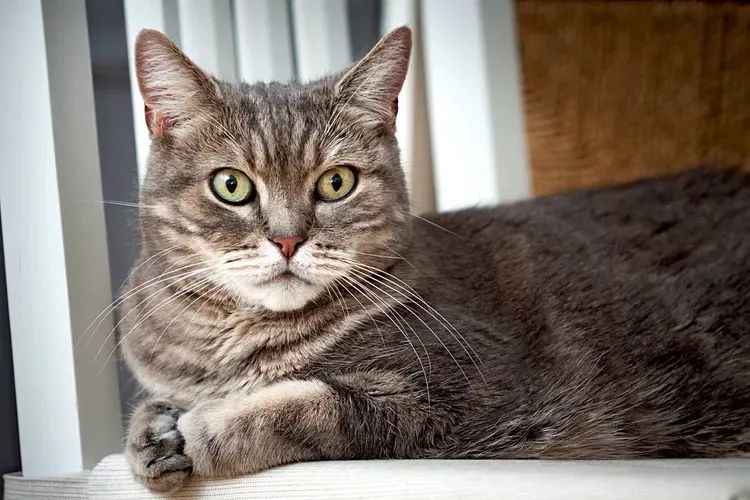 European Shorthair: Europe's Beloved Feline Companion